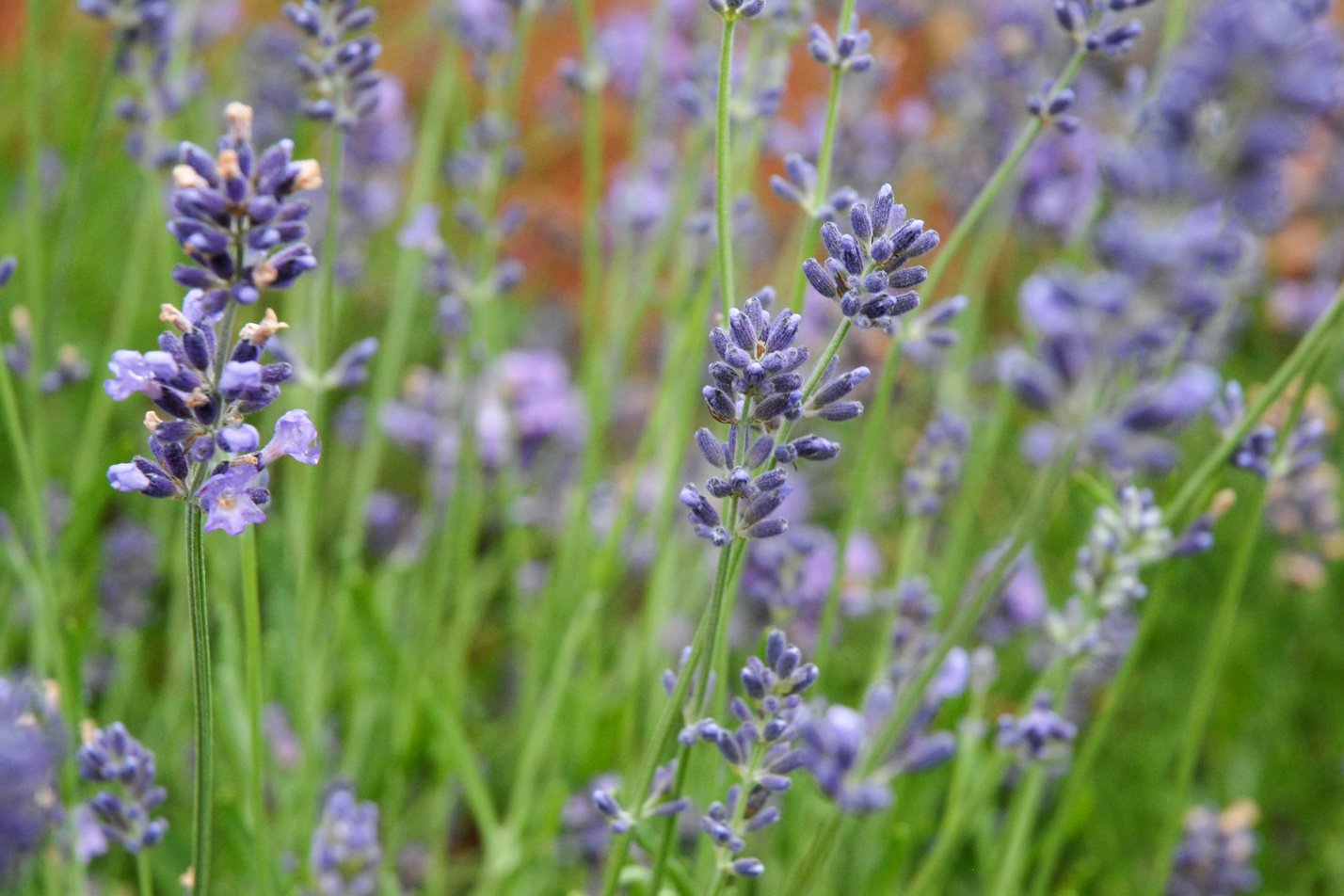 Munstead English Lavender