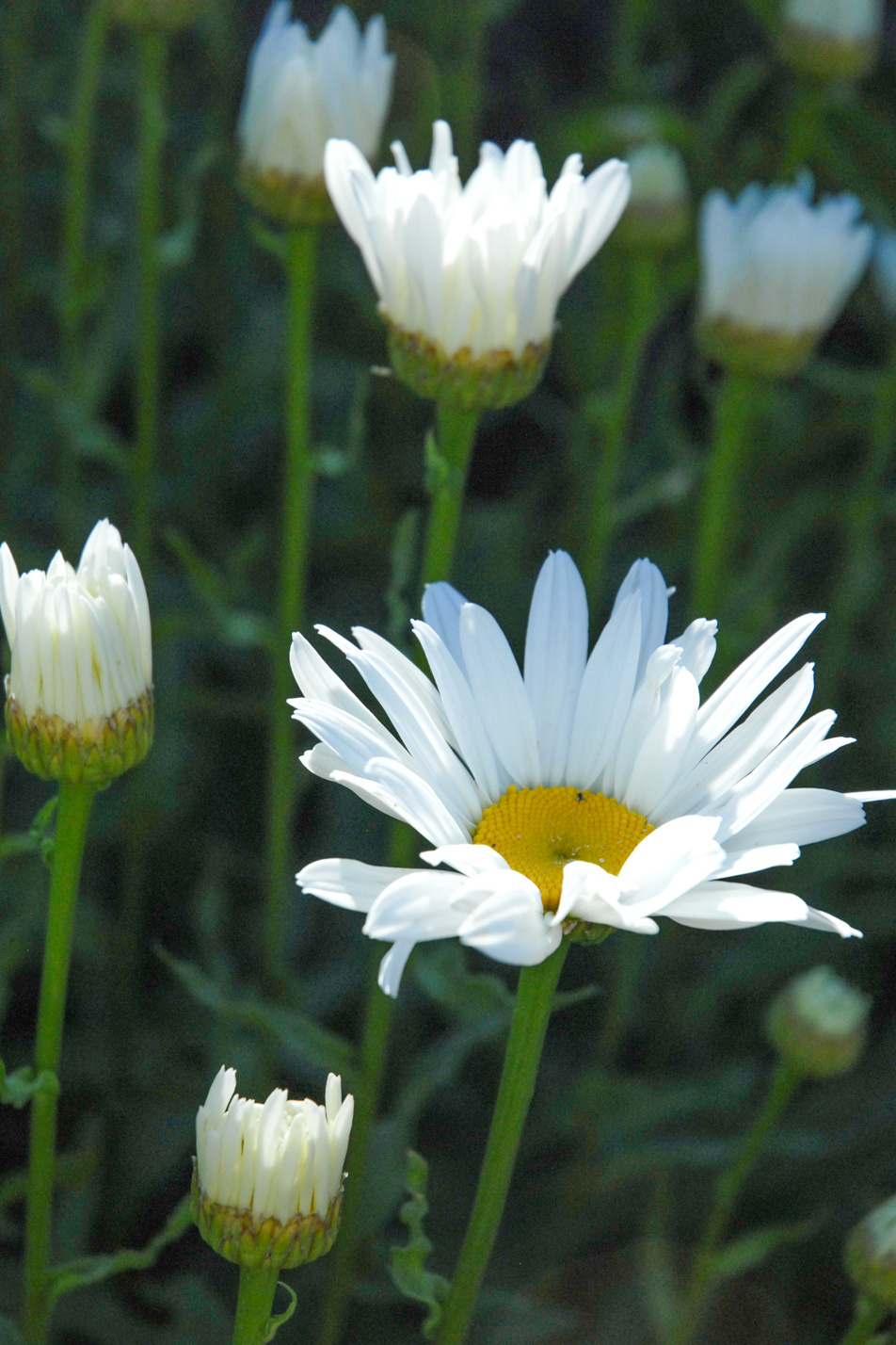 Shasta Daisy