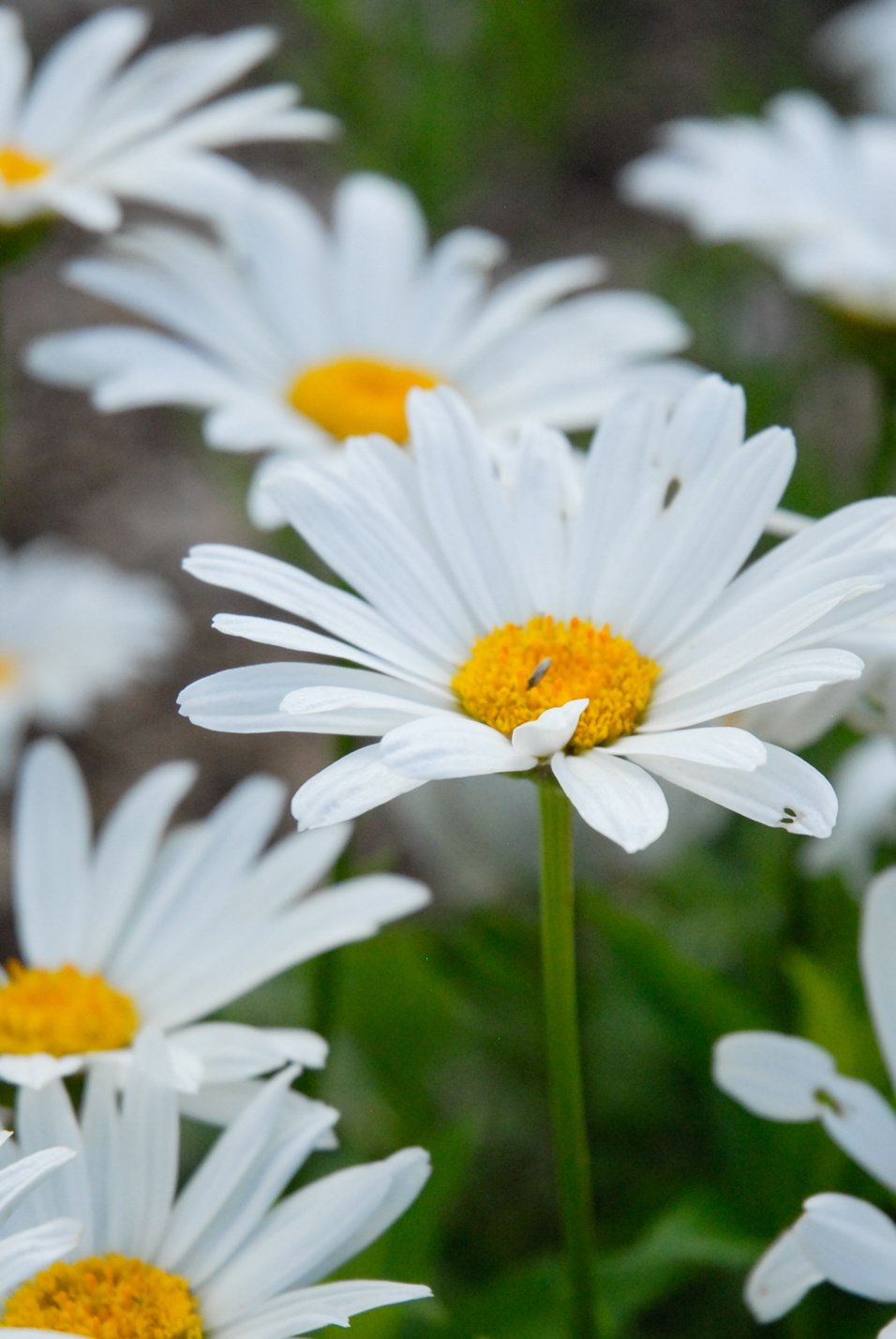 Dwarf Shasta Daisy