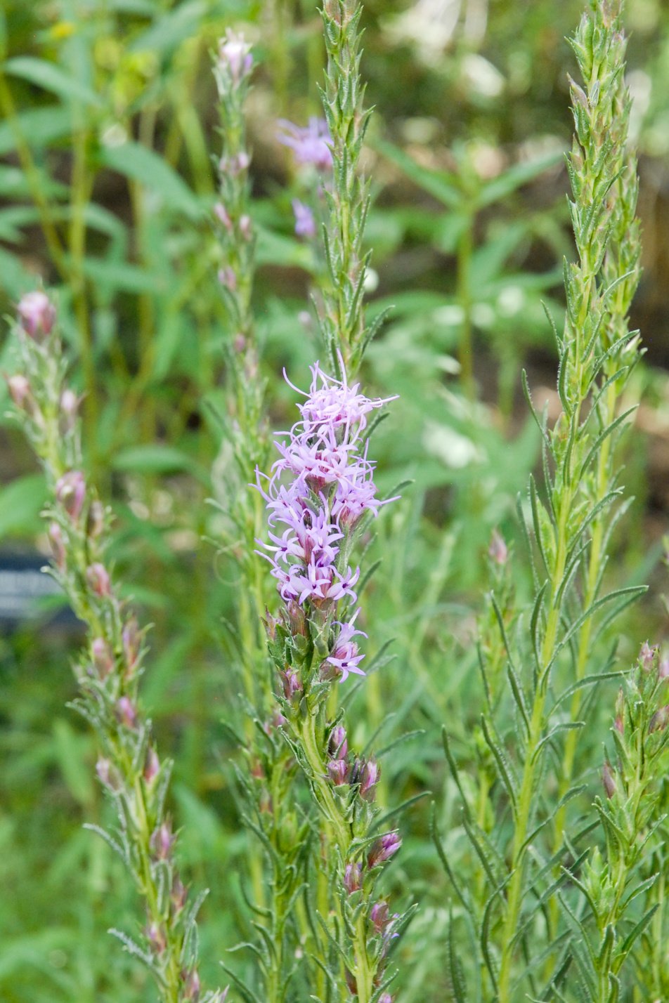 Dotted Blazing Star