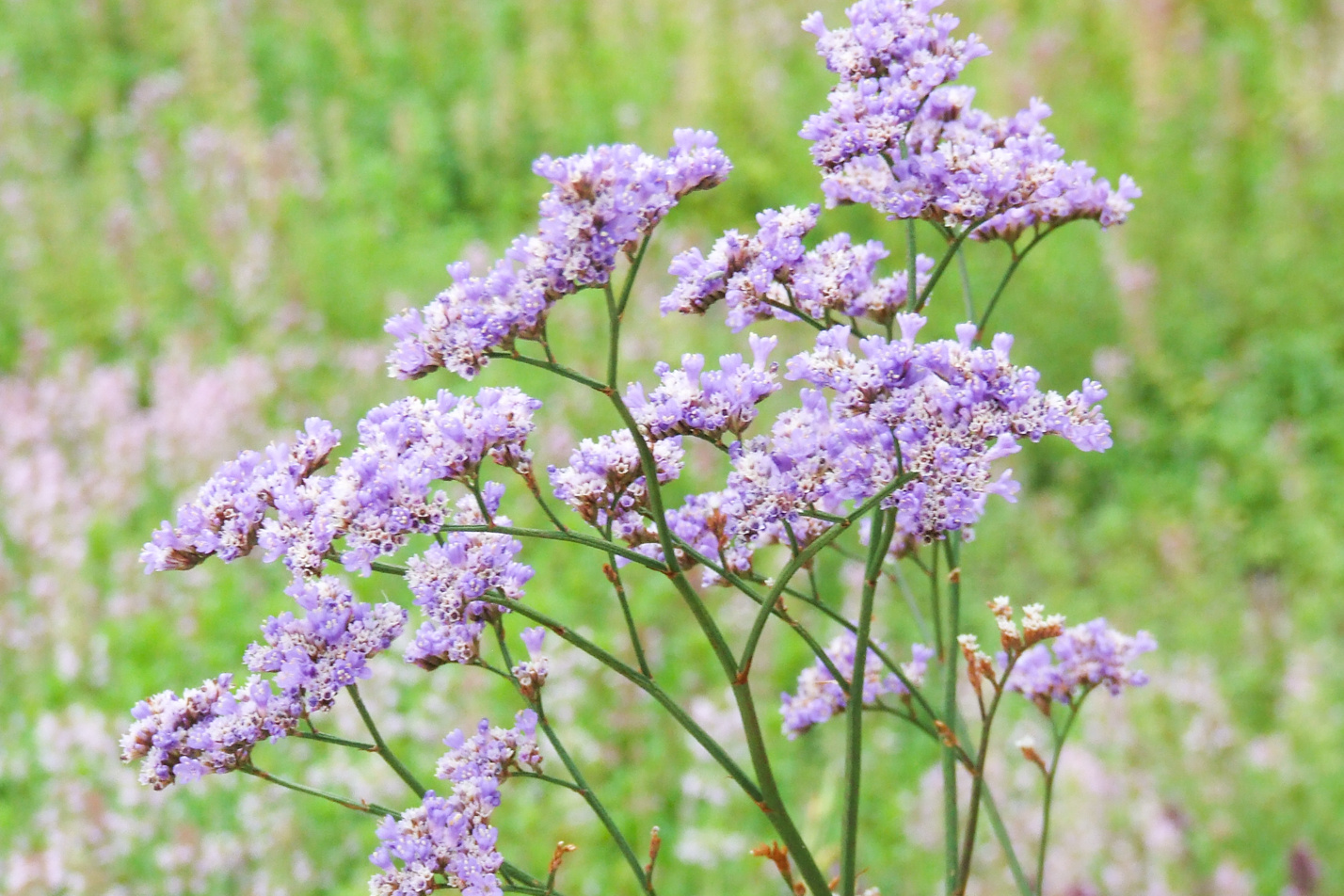 Sea Lavender