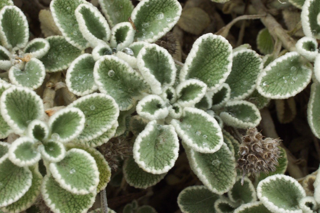 Silverheels Horehound