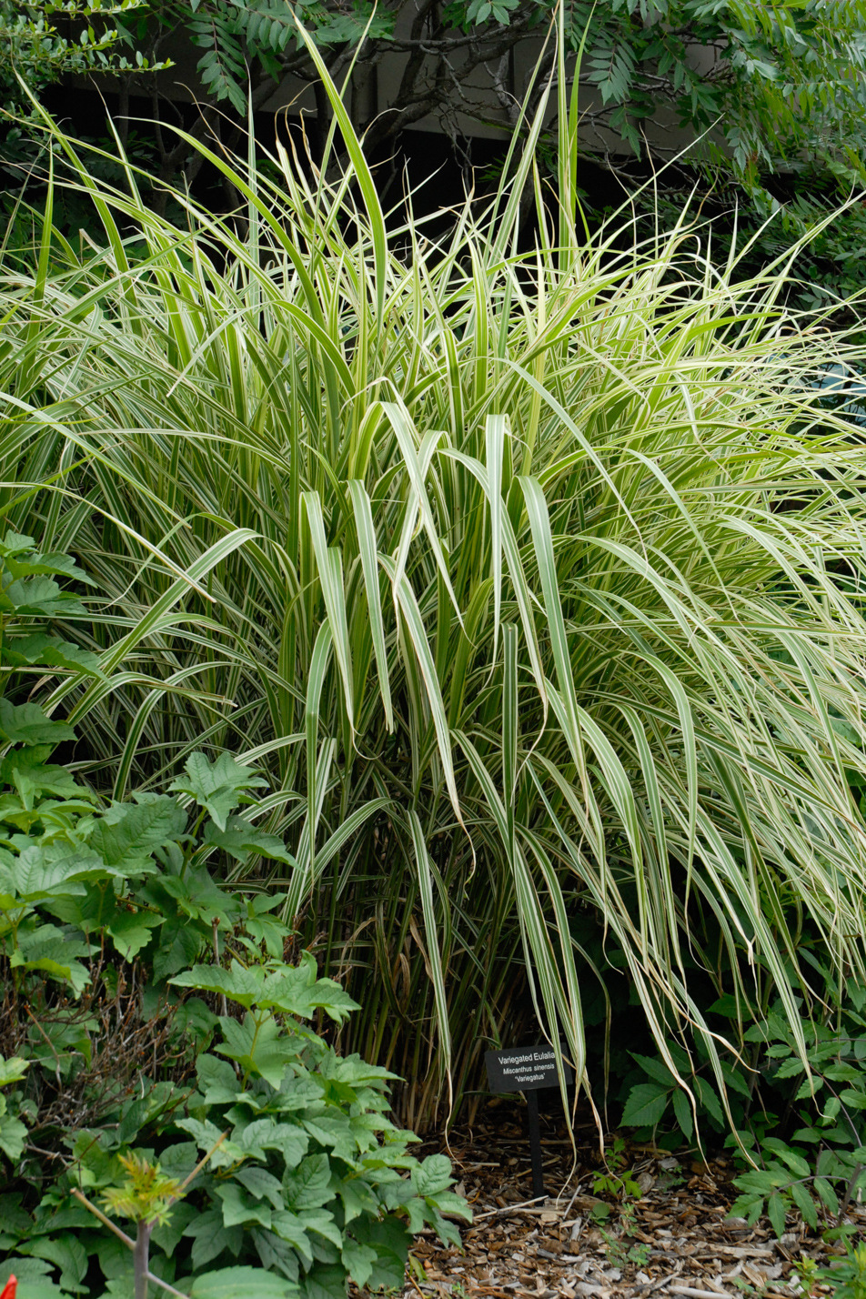 Variegated Maiden Grass