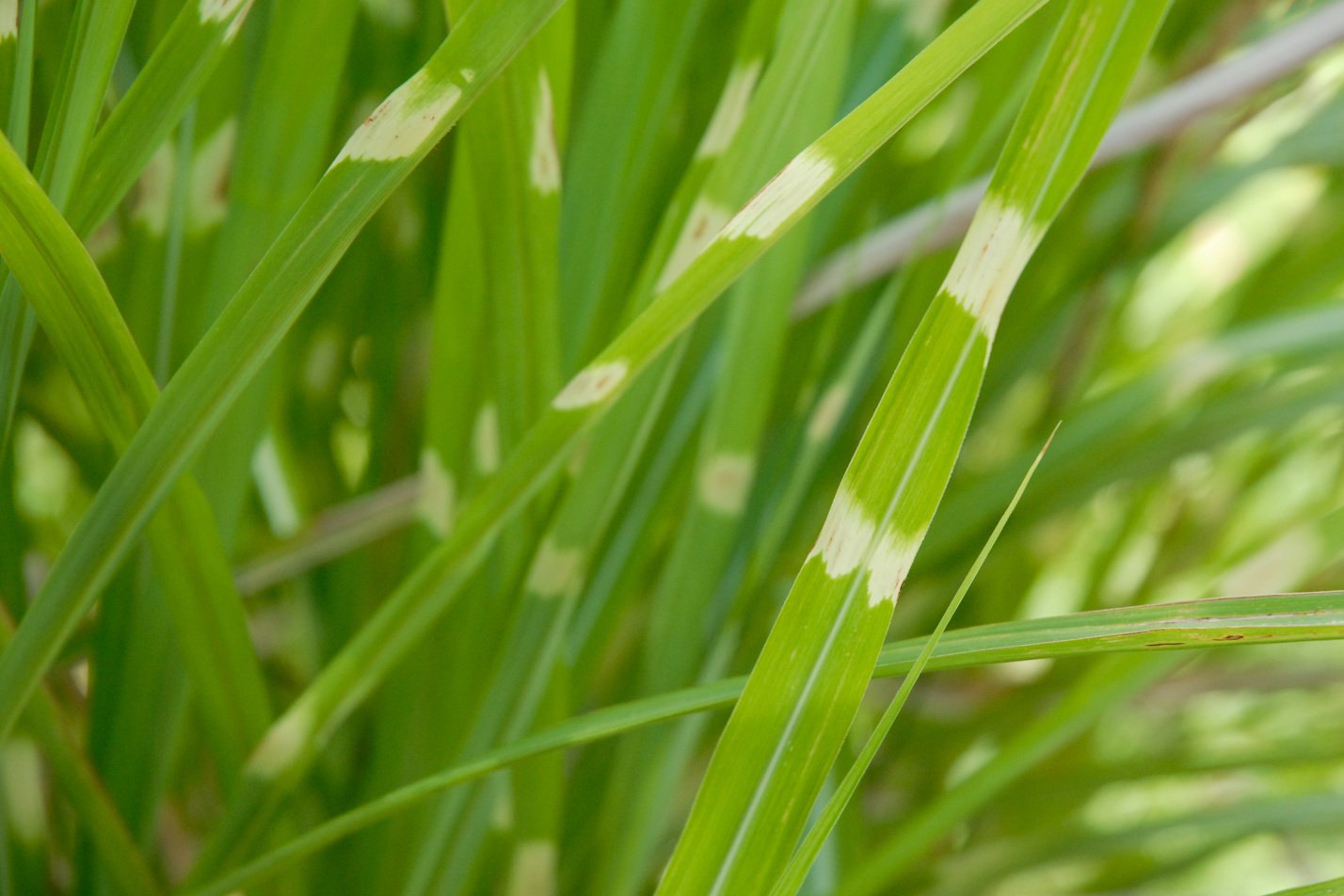 Zebra Grass