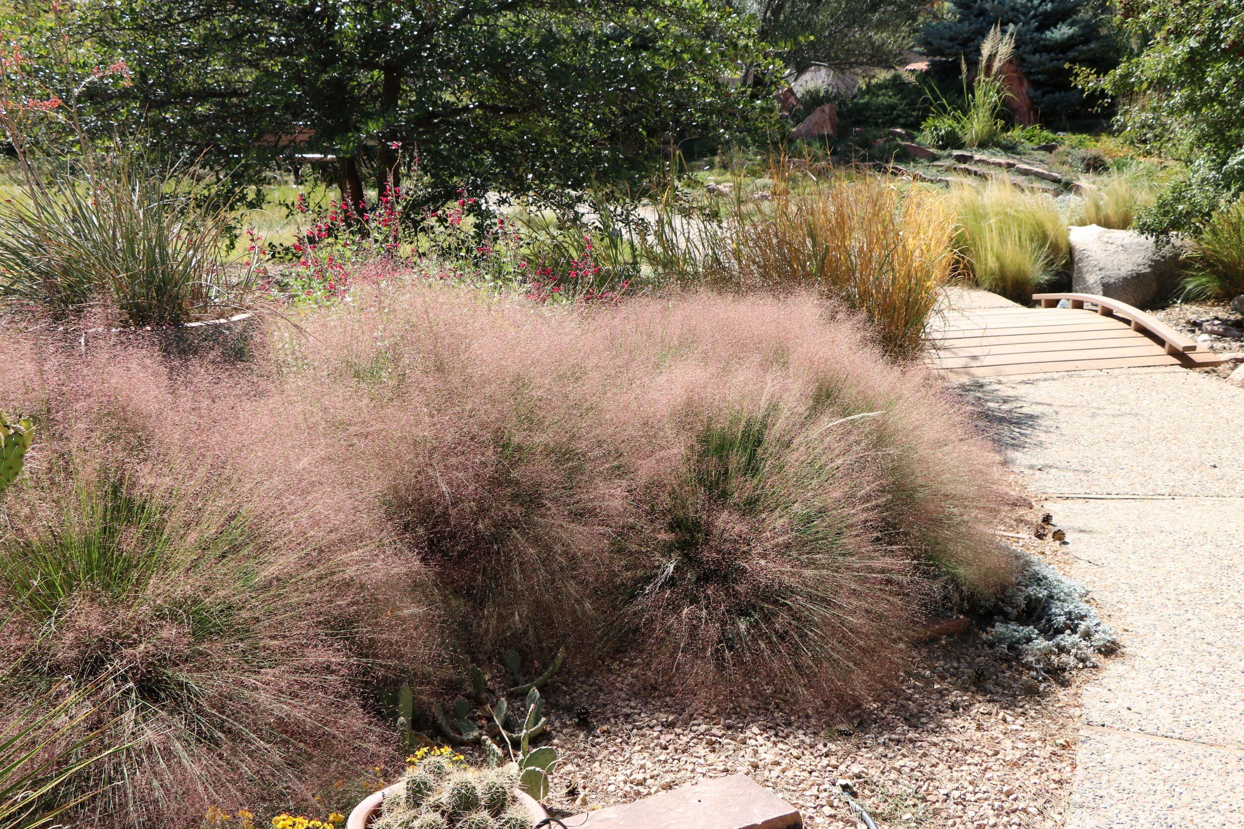 Undaunted Ruby Muhly