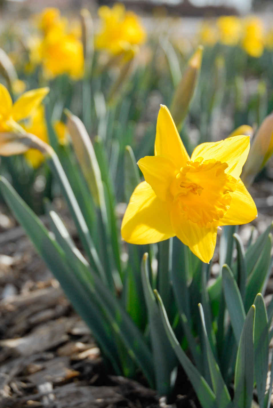 Marieke Daffodil