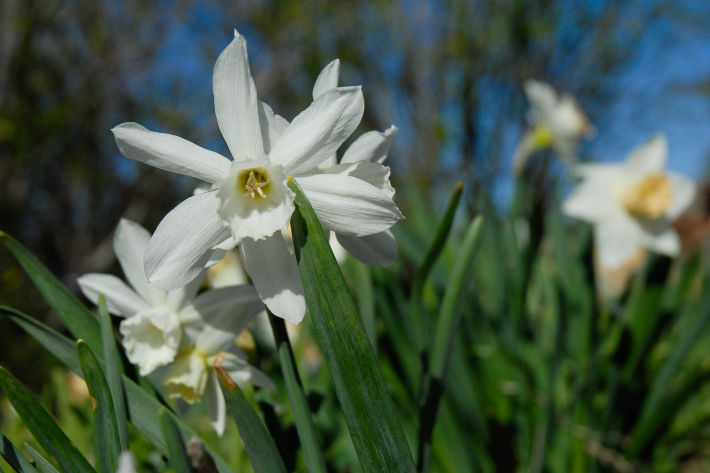 Daffodil