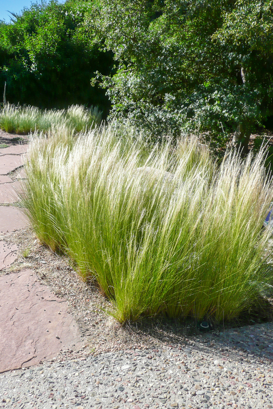 Mexican Feather Grass