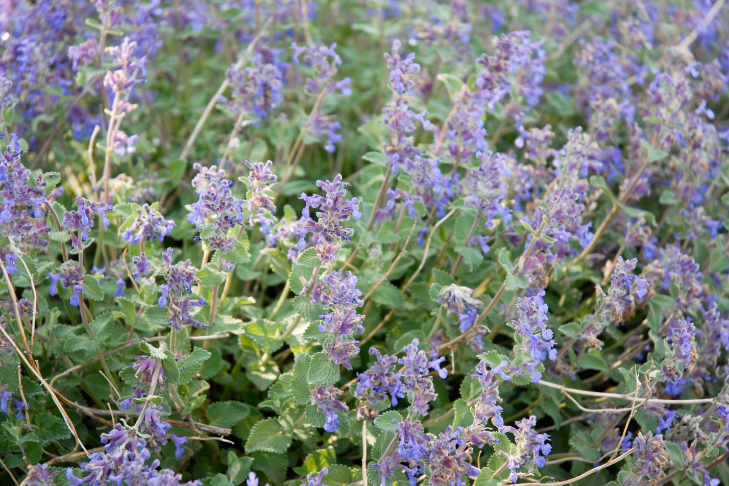 Walker's Low Catmint