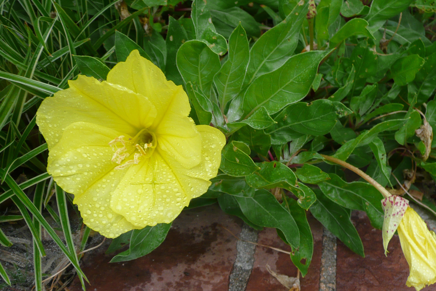 Missouri Evening Primrose