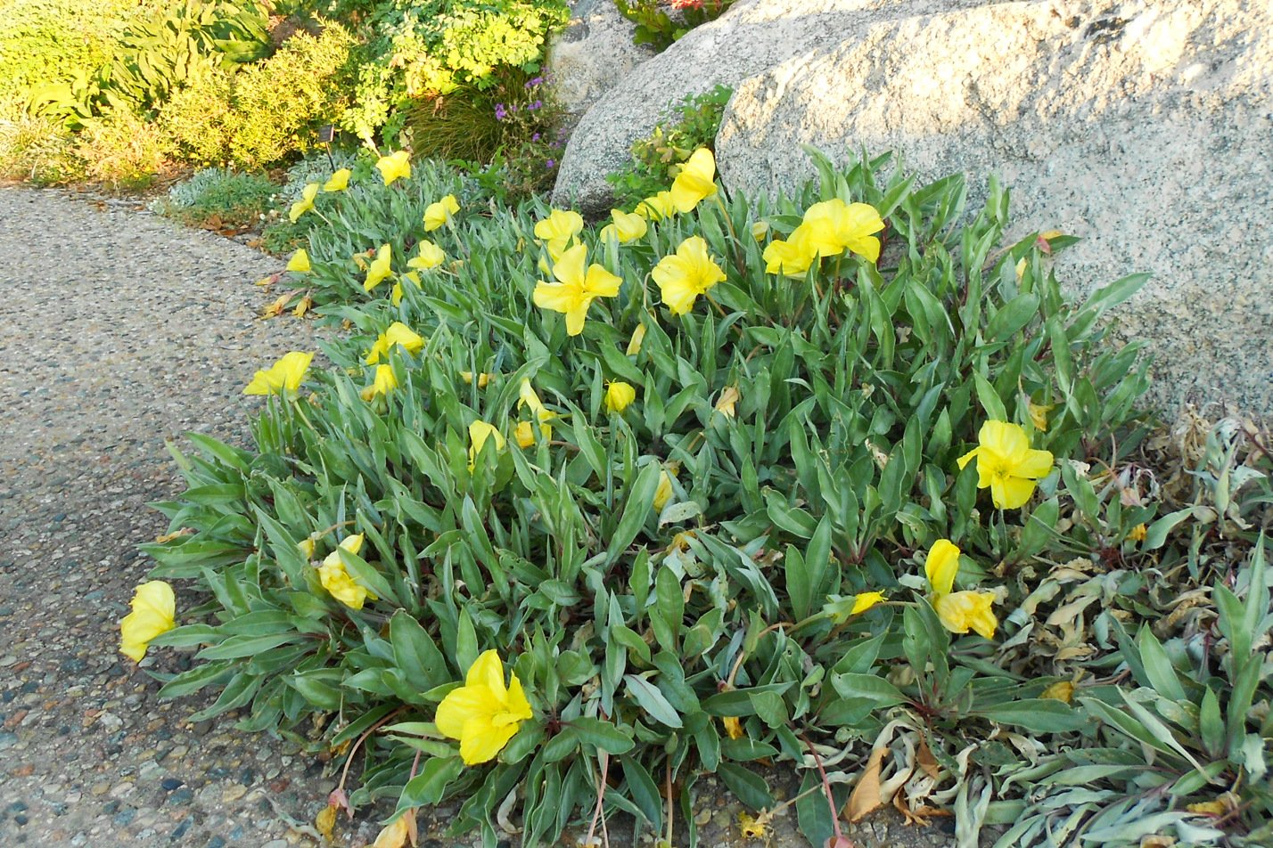 Silver Blade Evening Primrose