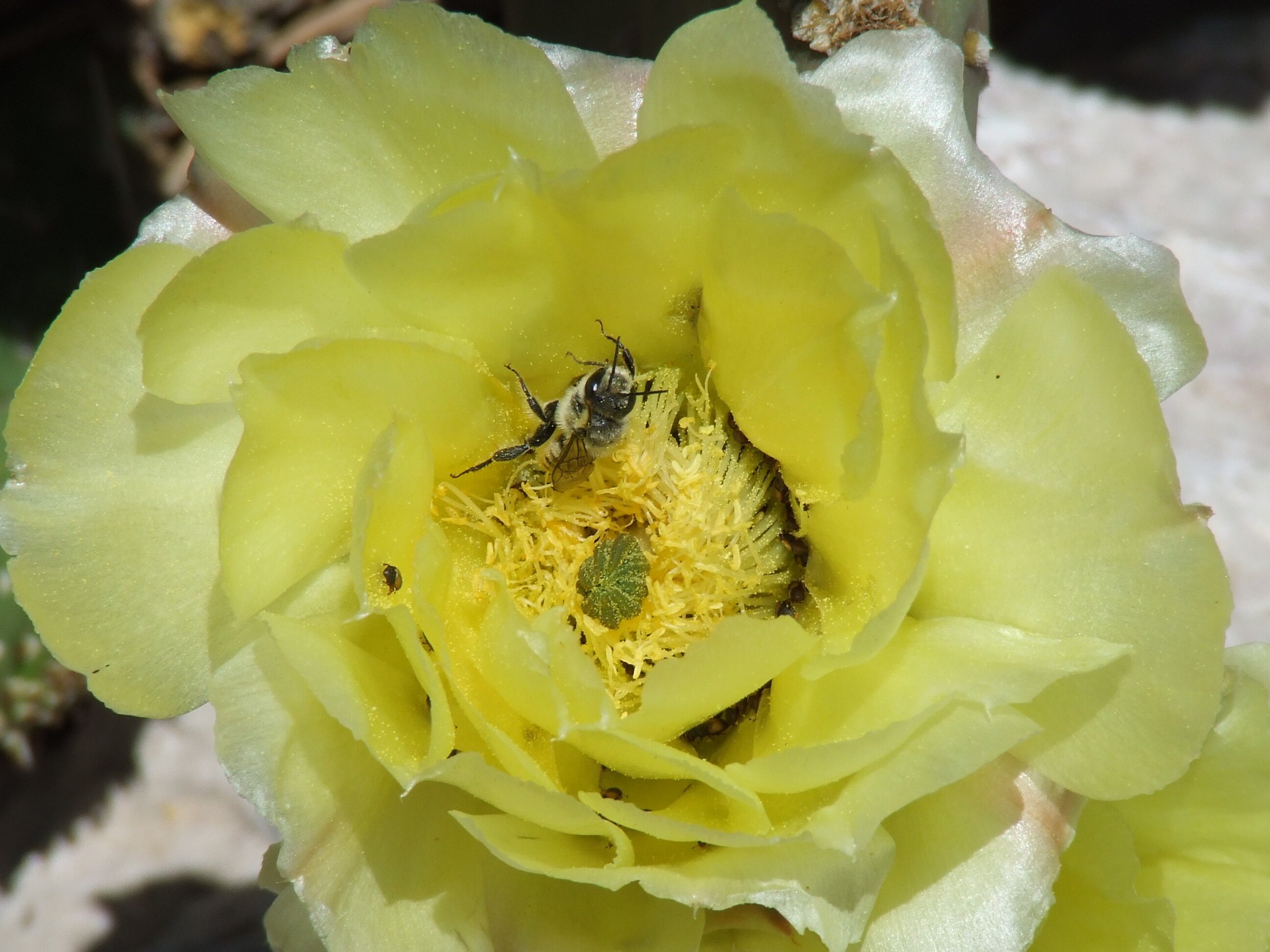 Plains Pricklypear