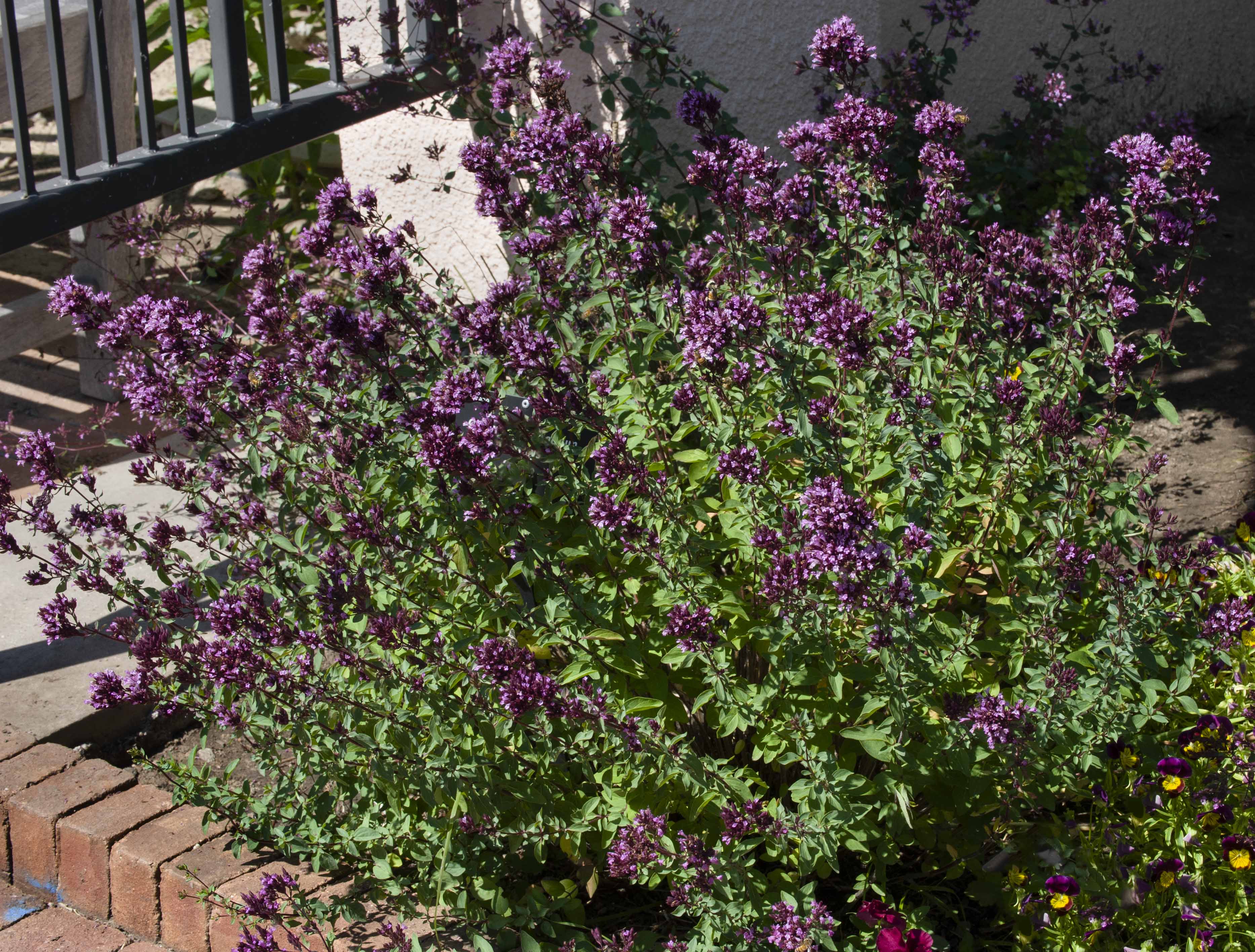 Purple Ornamental Oregano