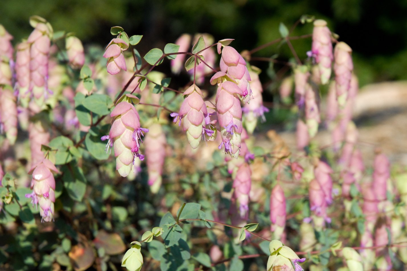 Hopflower Oregano