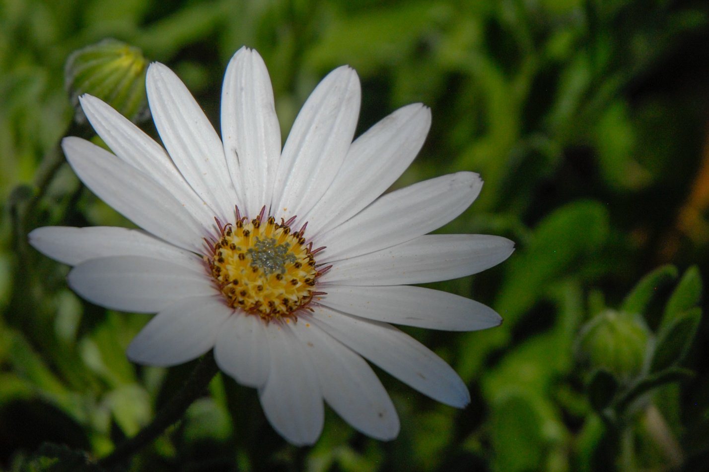 Avalanche White Sun Daisy