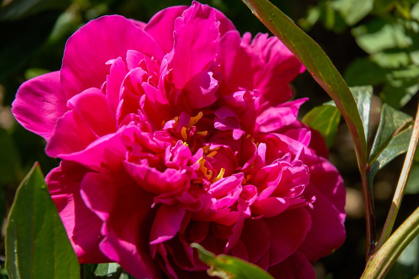 Peony