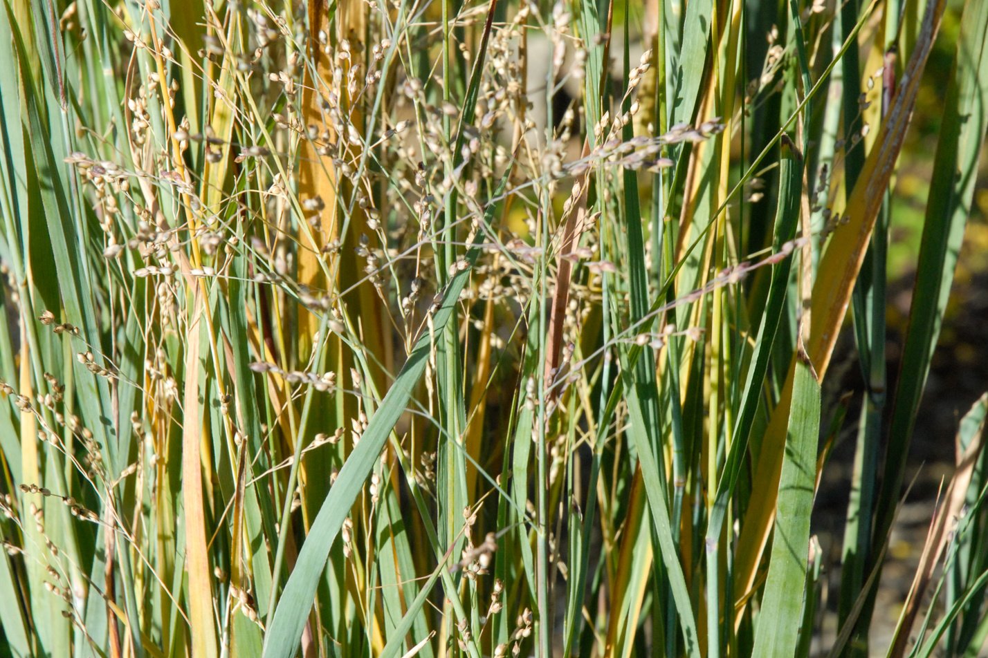 Heavy Metal Switchgrass