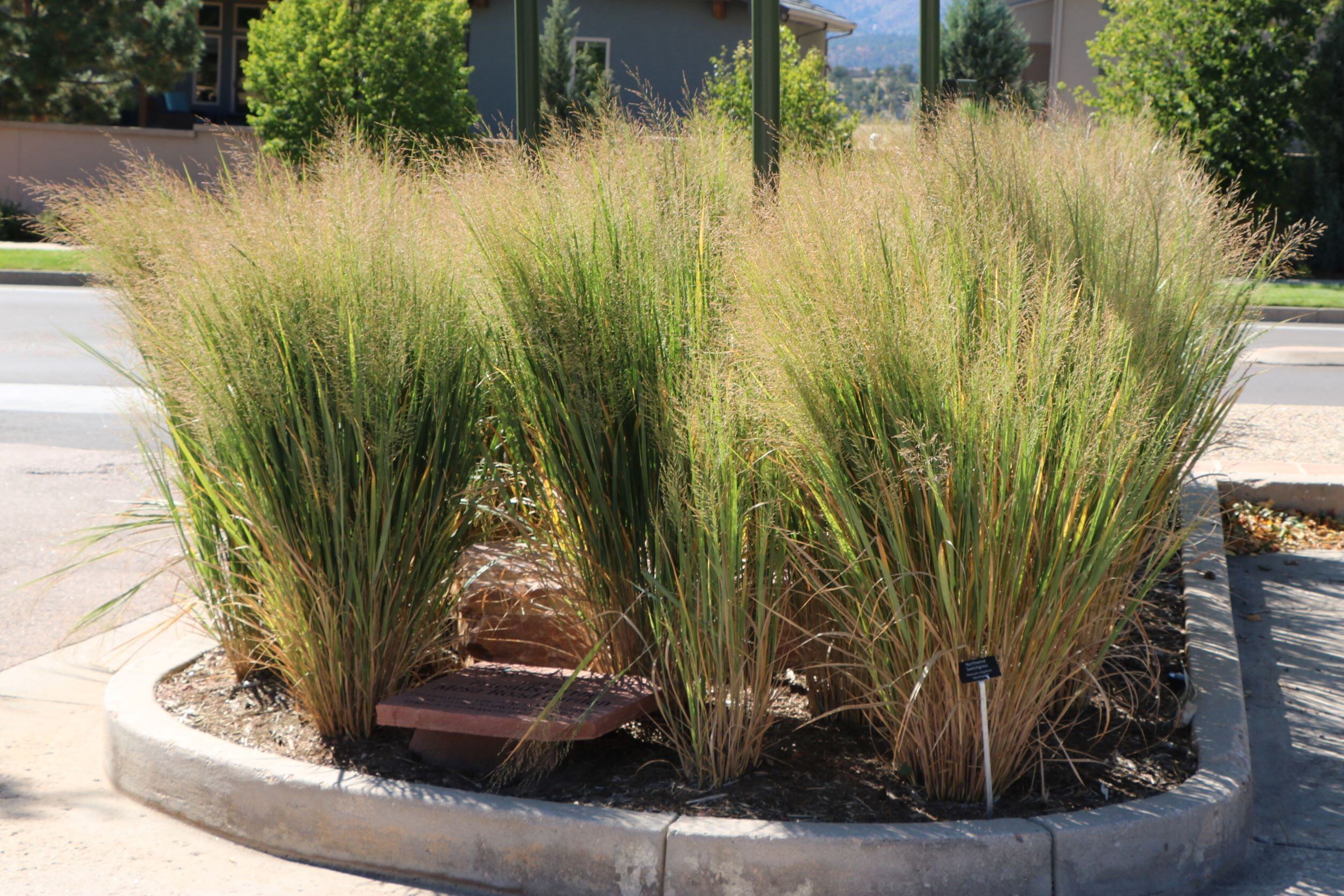 Northwind Switchgrass