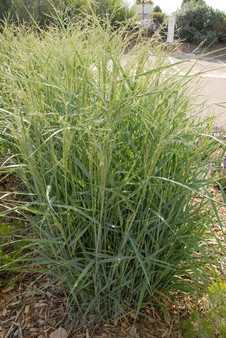 Prairie Sky Switchgrass