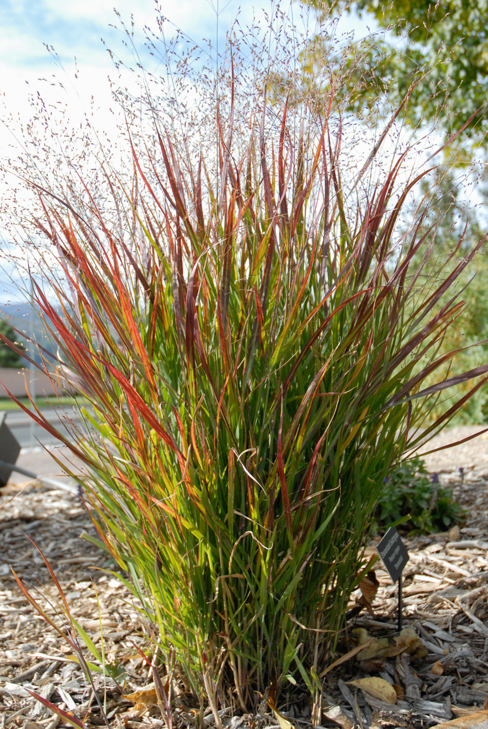 Shenandoah Switchgrass