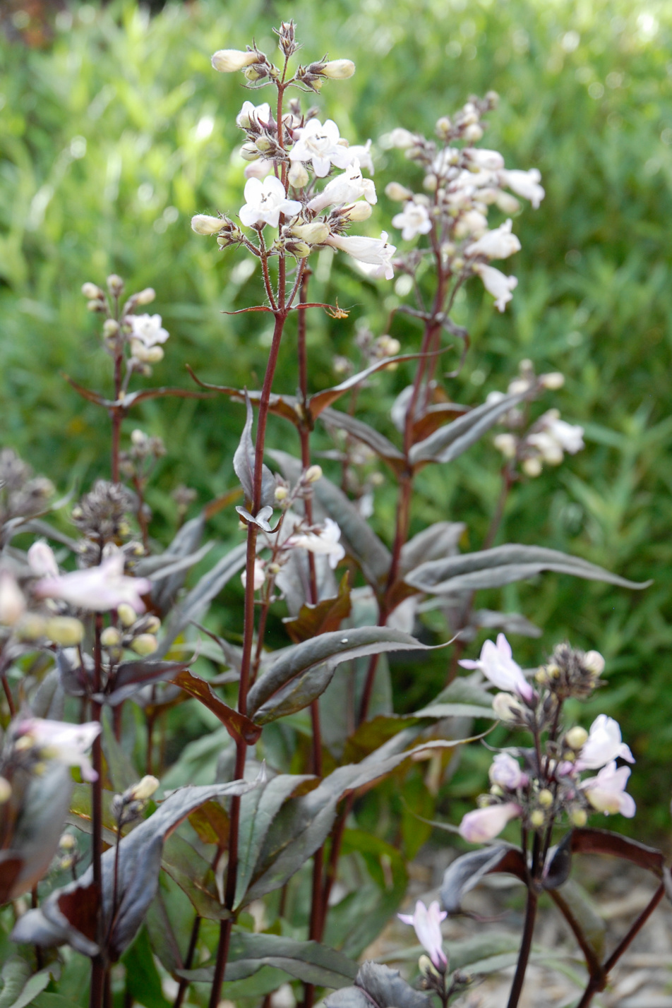 Husker Red Penstemon