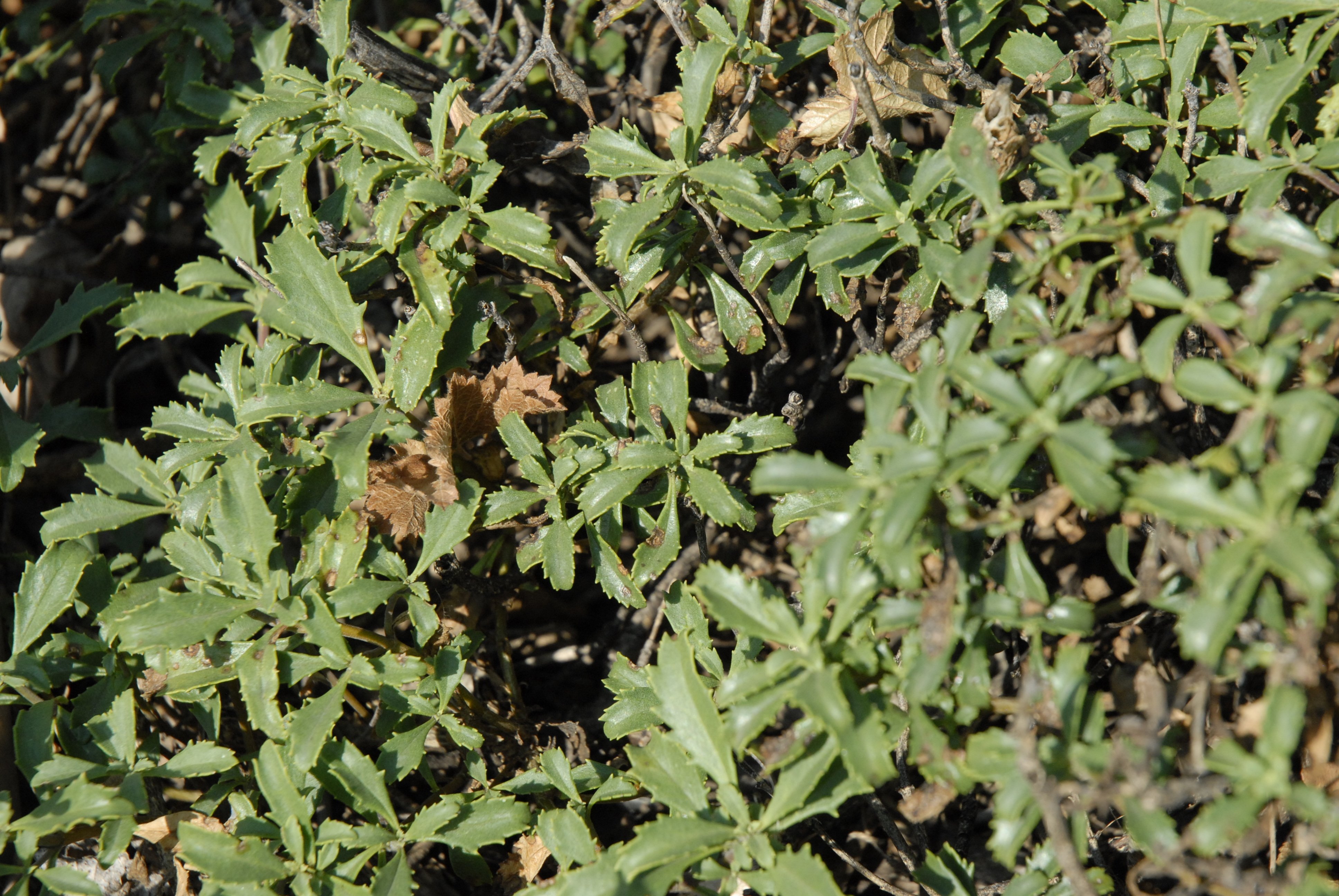 Bush Penstemon