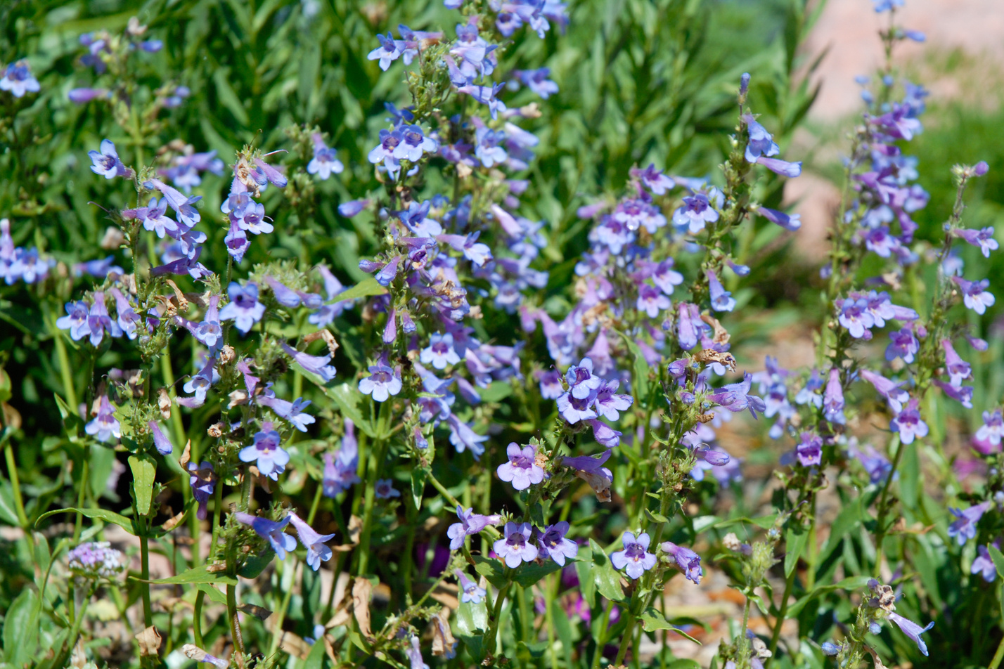 Silverton Bluemat Penstemon