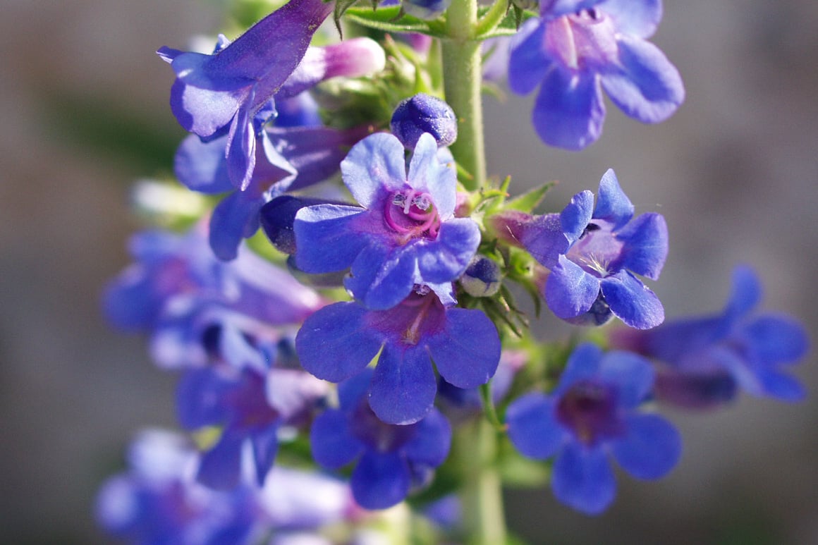 Grand Mesa Beardtongue