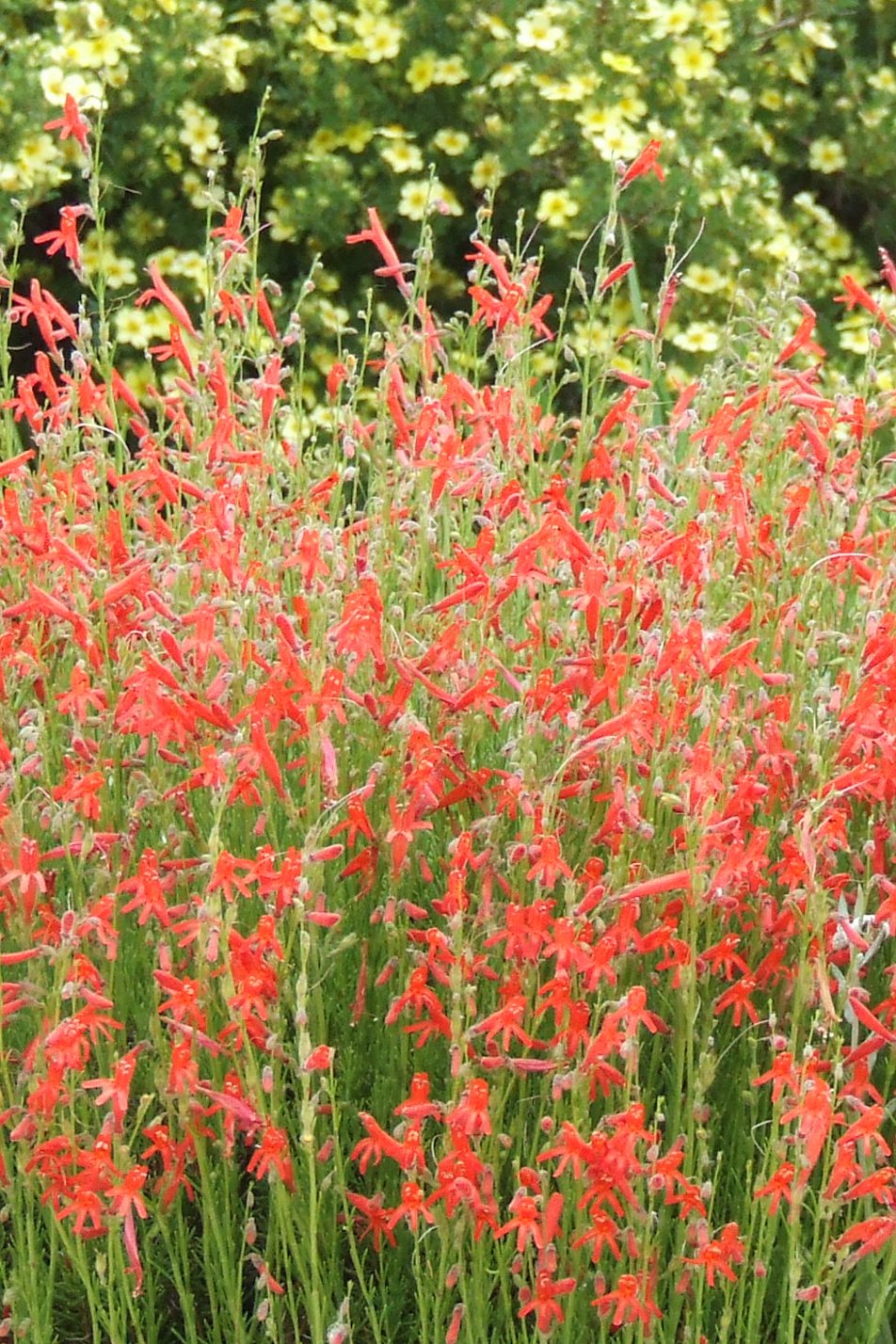 Pineleaf Penstemon