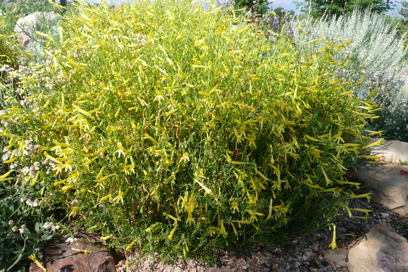 Yellow Pineleaf Penstemon