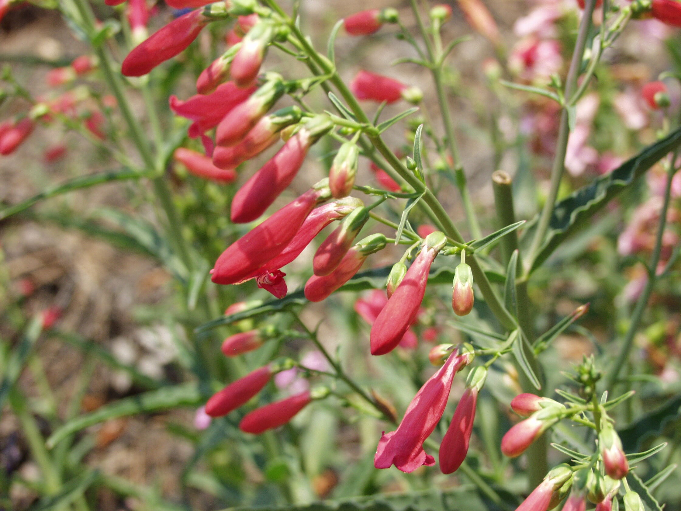 Bridge's Penstemon