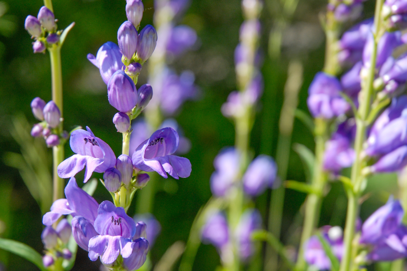 Rocky Mountain Penstemon