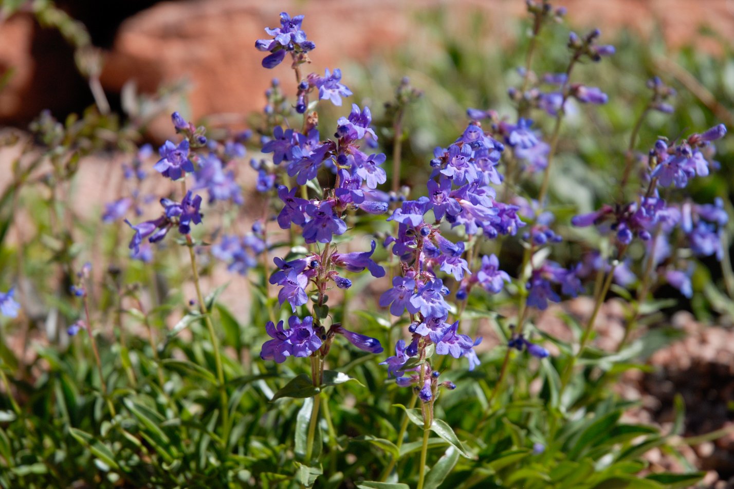 Blue Mist Penstemon