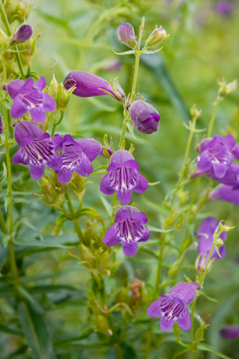 Pikes Peak Purple Penstemon