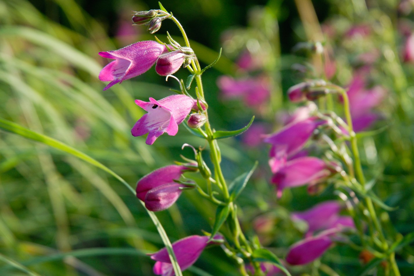 Red Rocks Penstemon