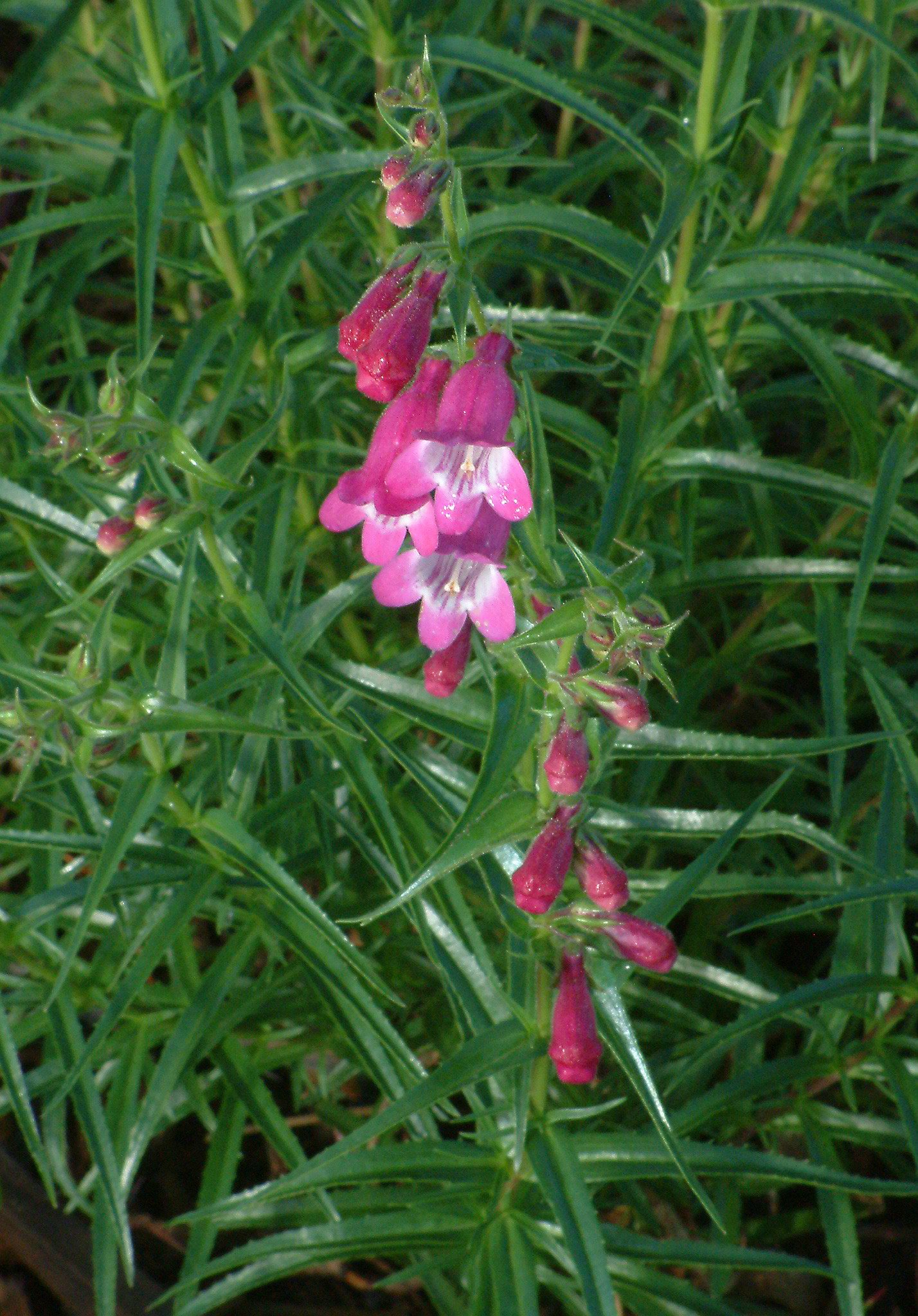 Shadow Mountain Penstemon