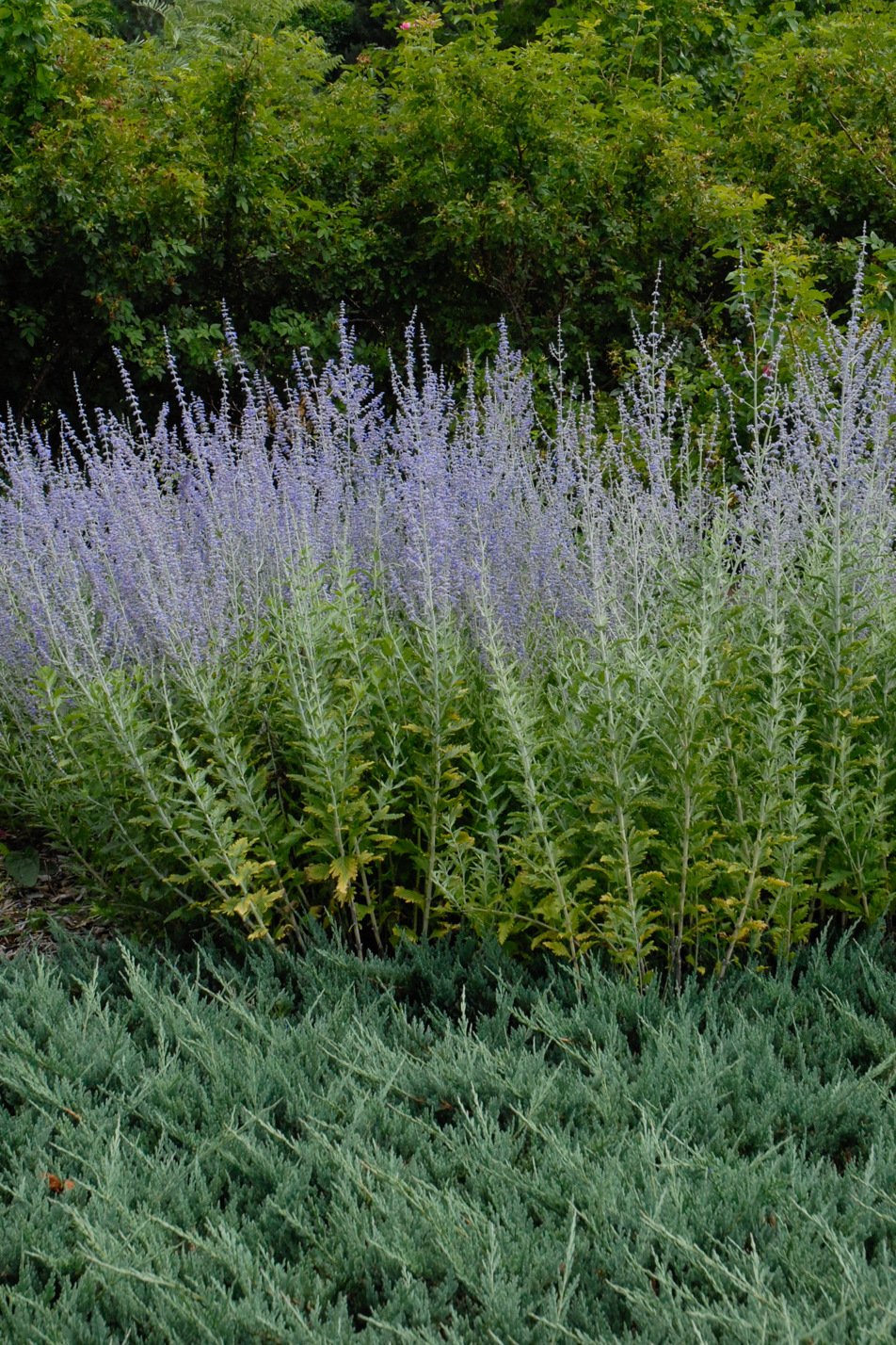 Russian Sage