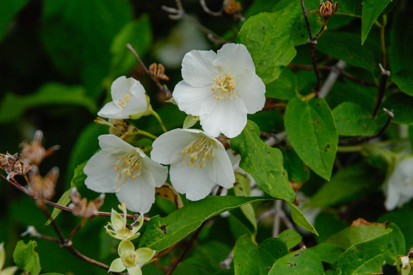 Cheyenne Mock Orange