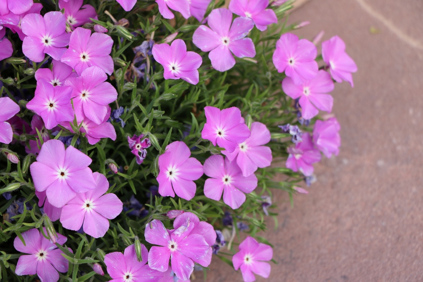 Santa Fe Phlox