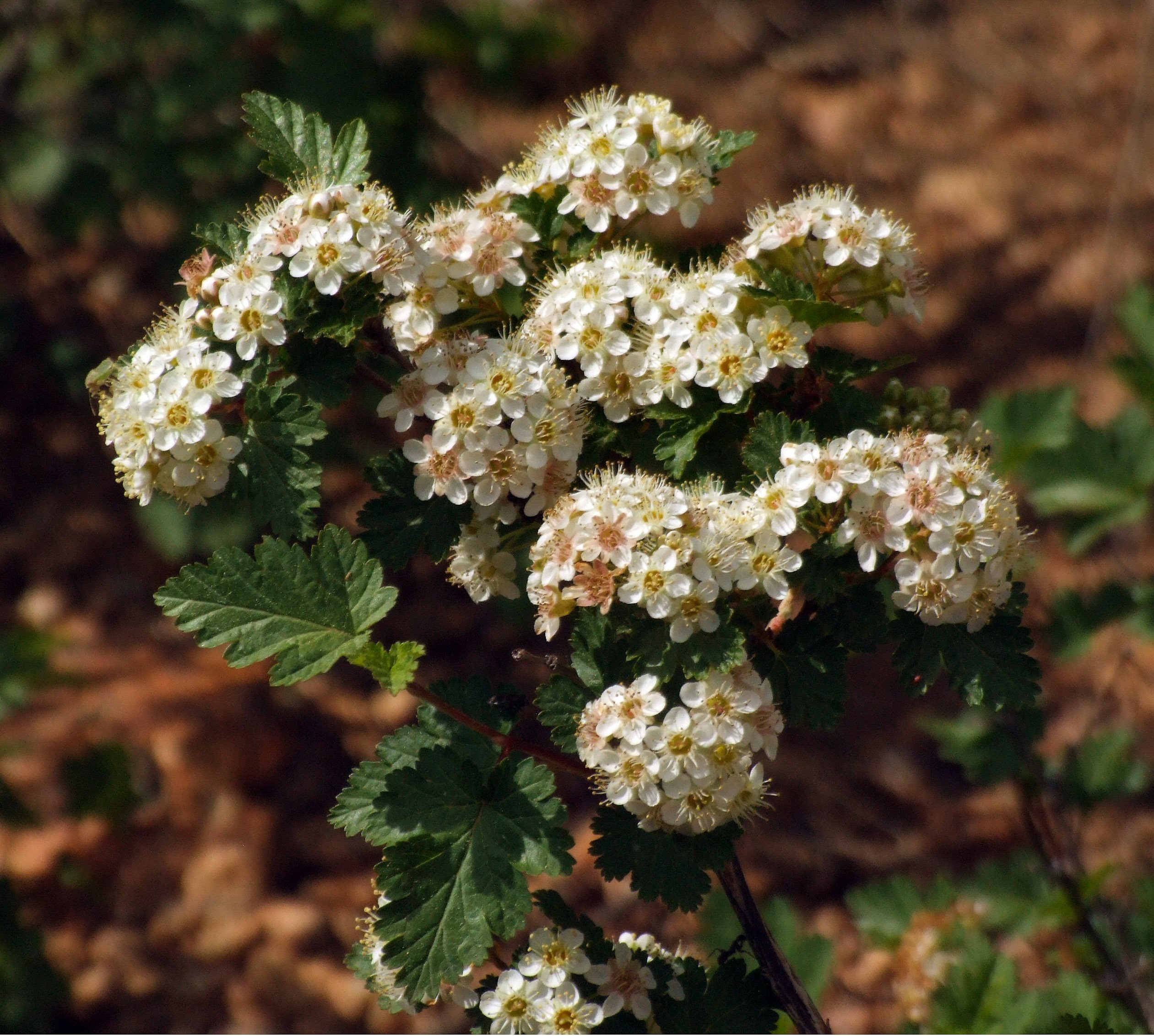 Common Ninebark