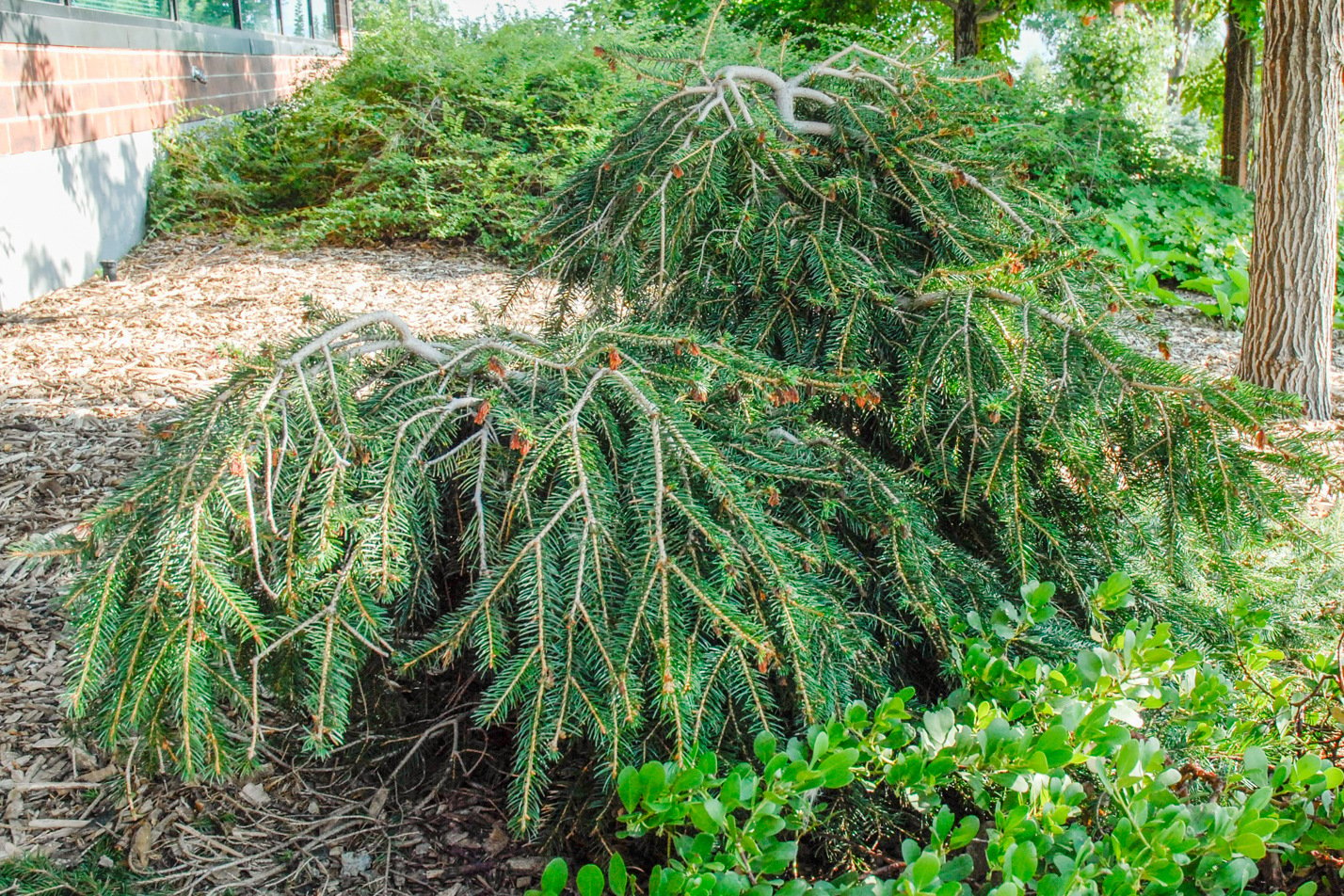 Weeping Norway Spruce