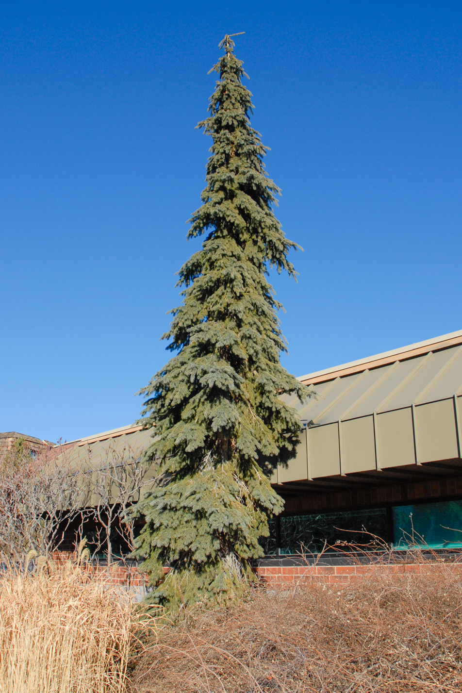 Weeping White Spruce