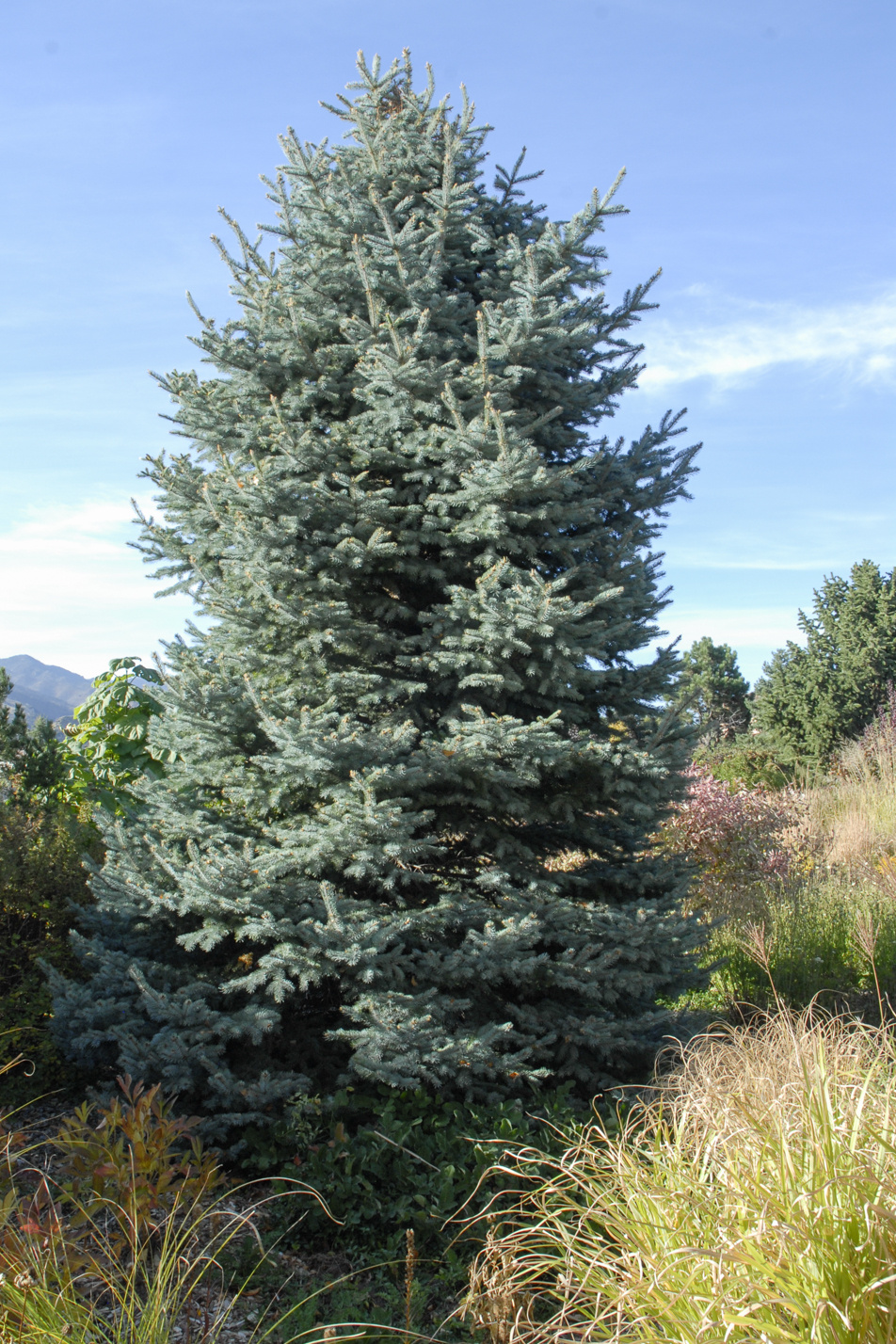 Baby Blue Eyes Spruce