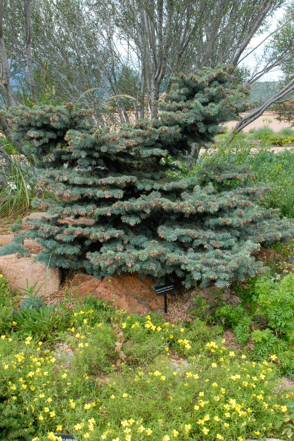 Gentry's Gem Spruce