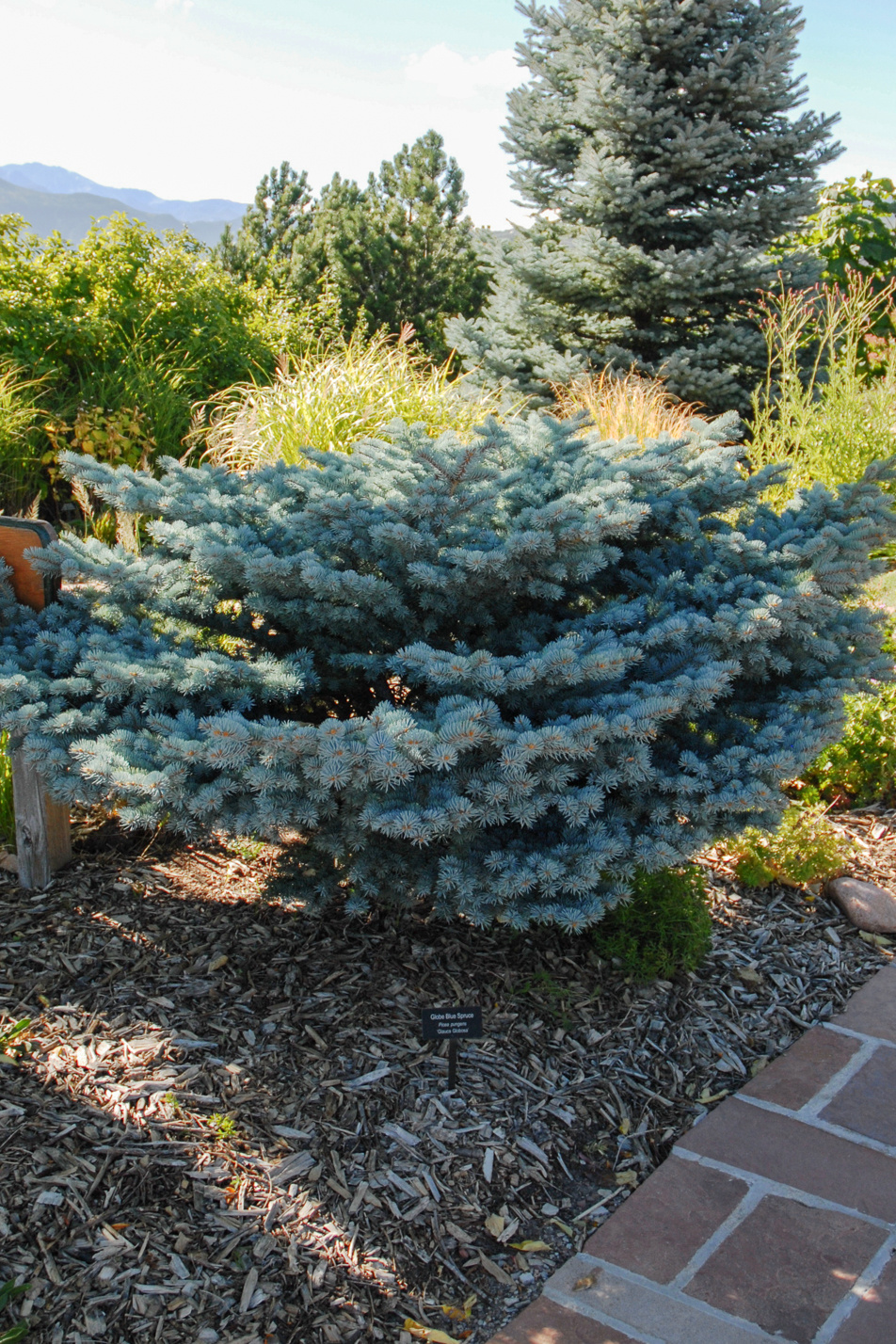 Dwarf Globe Blue Spruce