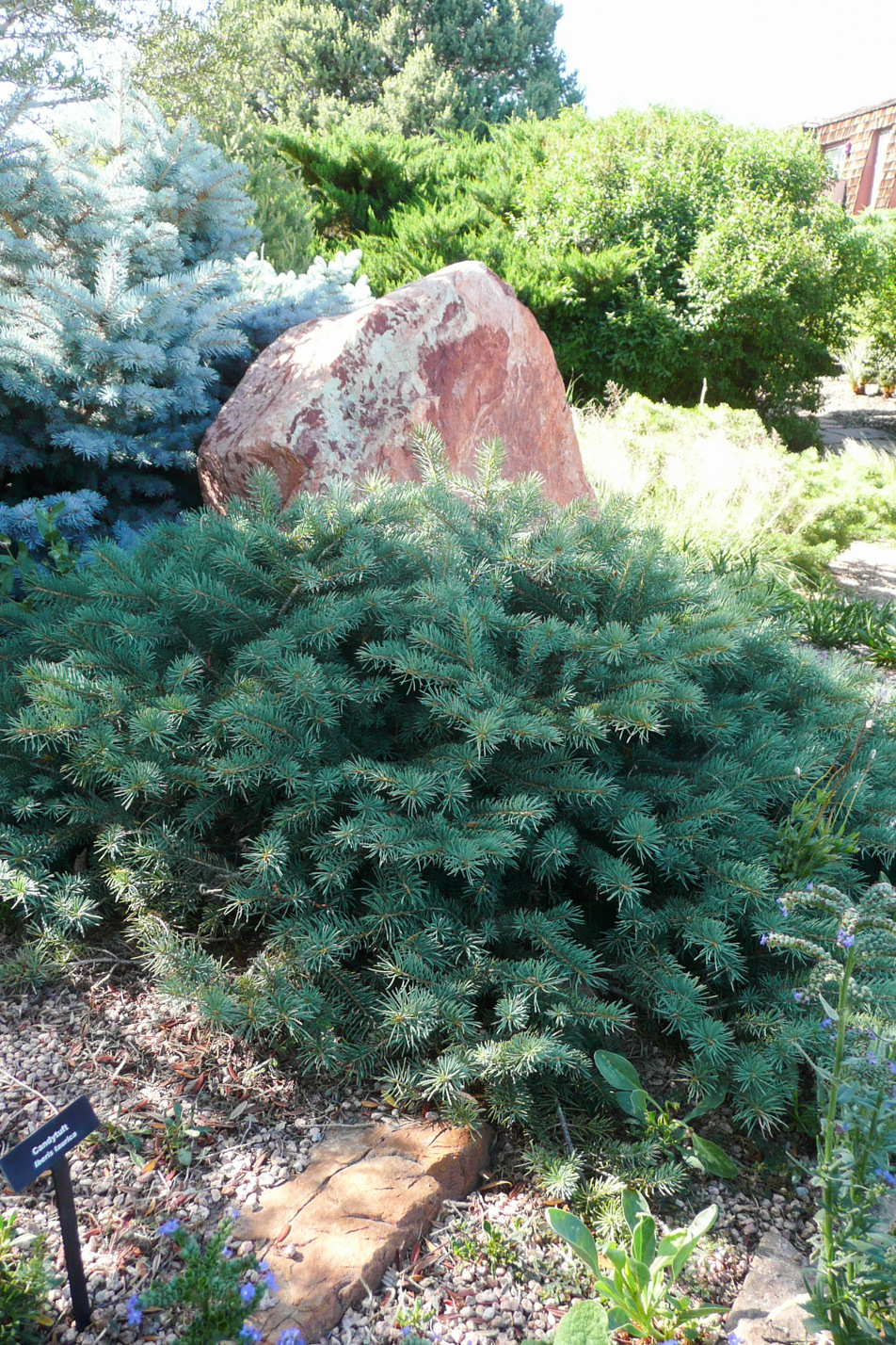 Mesa Verde Spruce