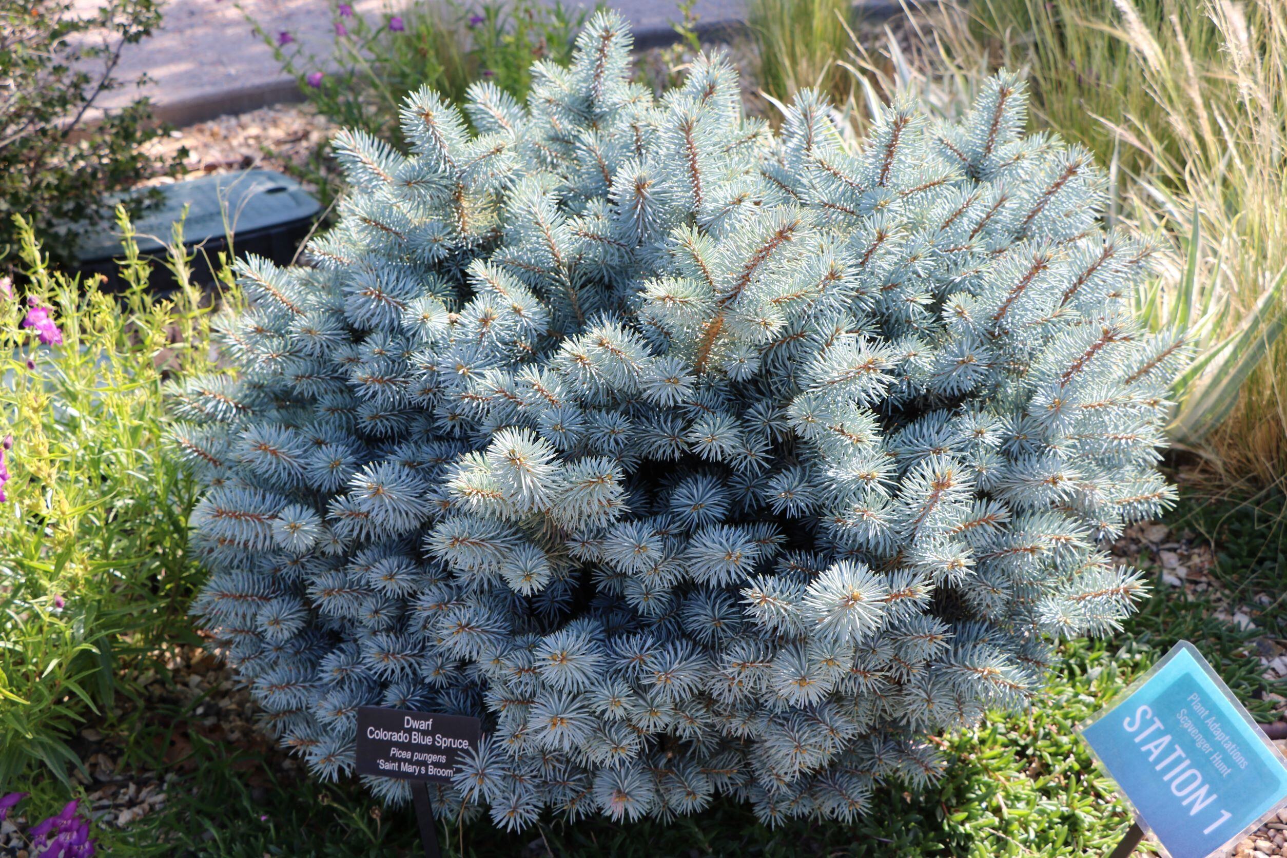 St. Mary's Blue Spruce