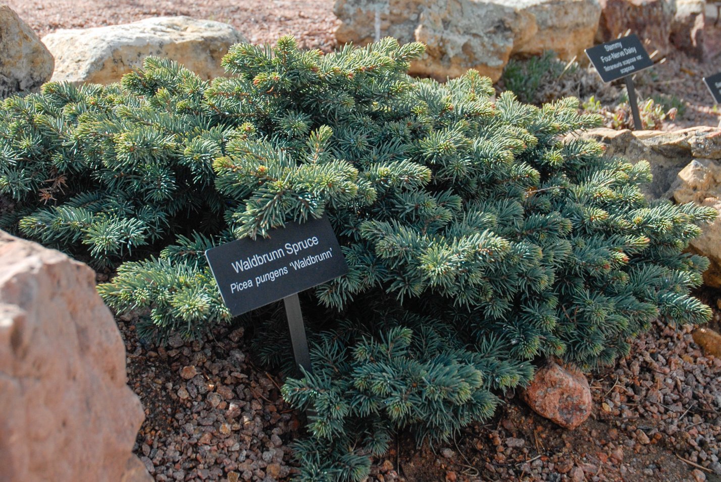 Waldbrunn Spruce