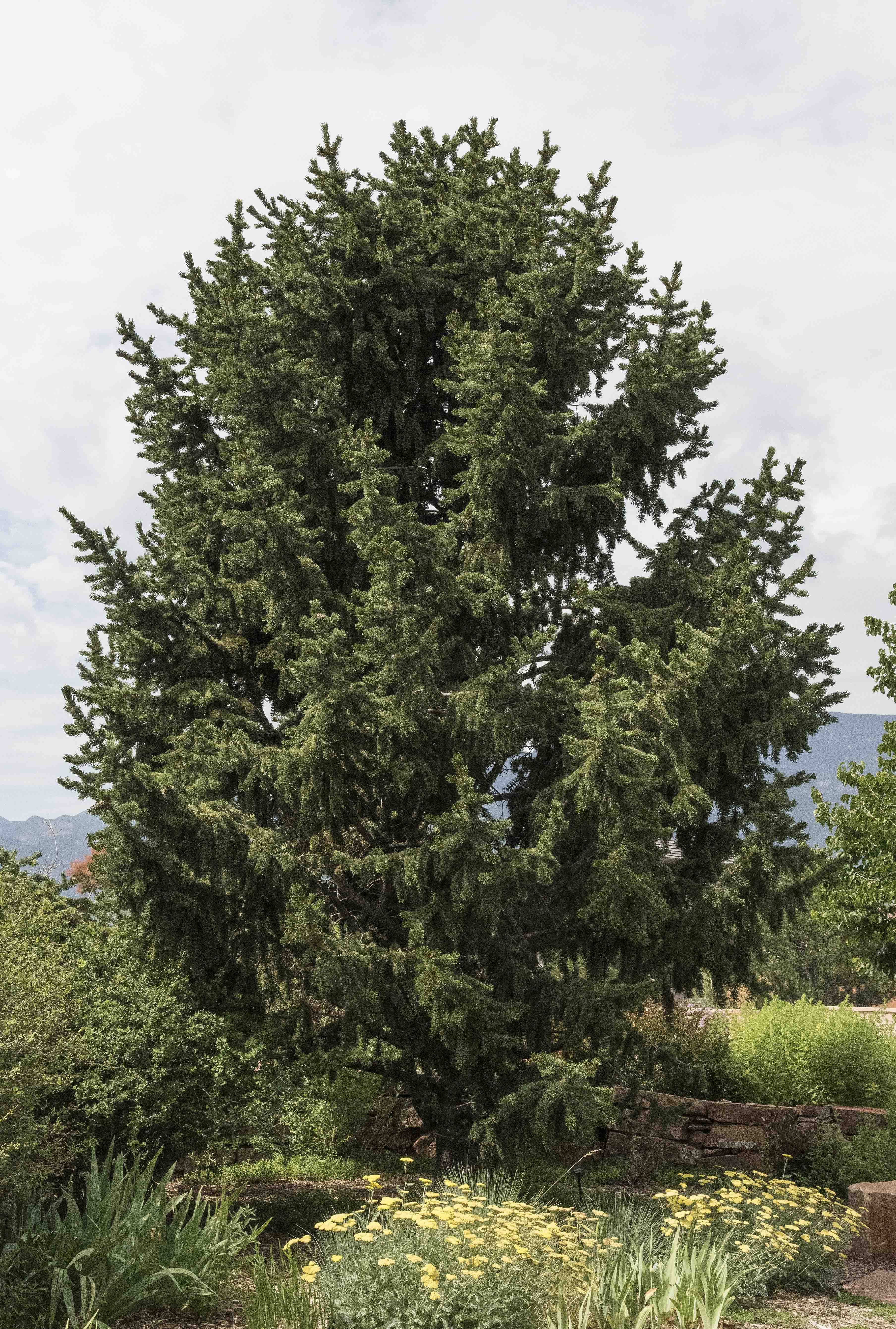 Bristlecone Pine