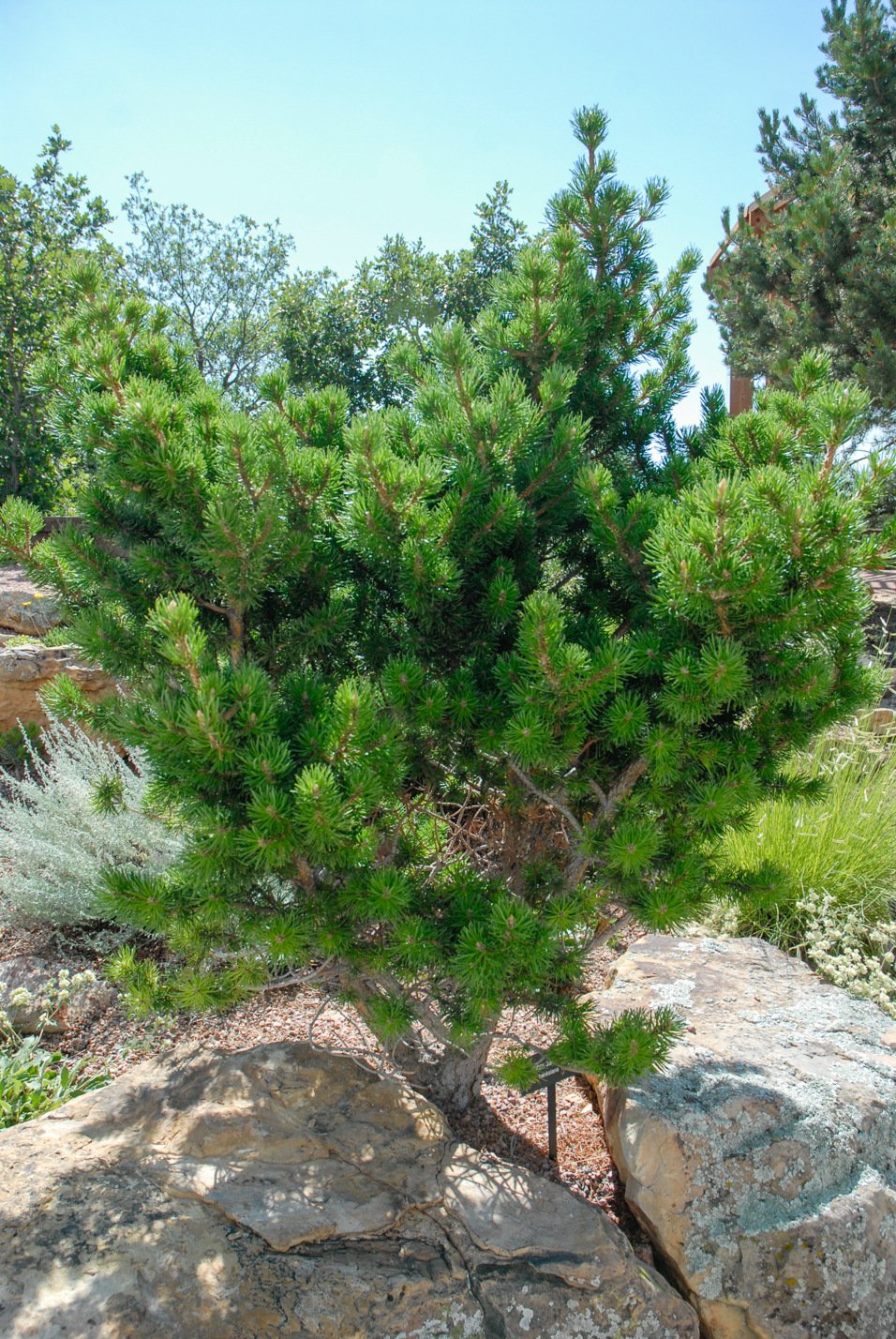 Broom Jack Pine